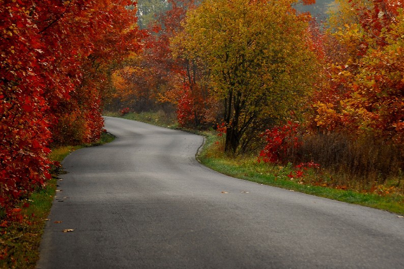 Aleja czerwonych dębów