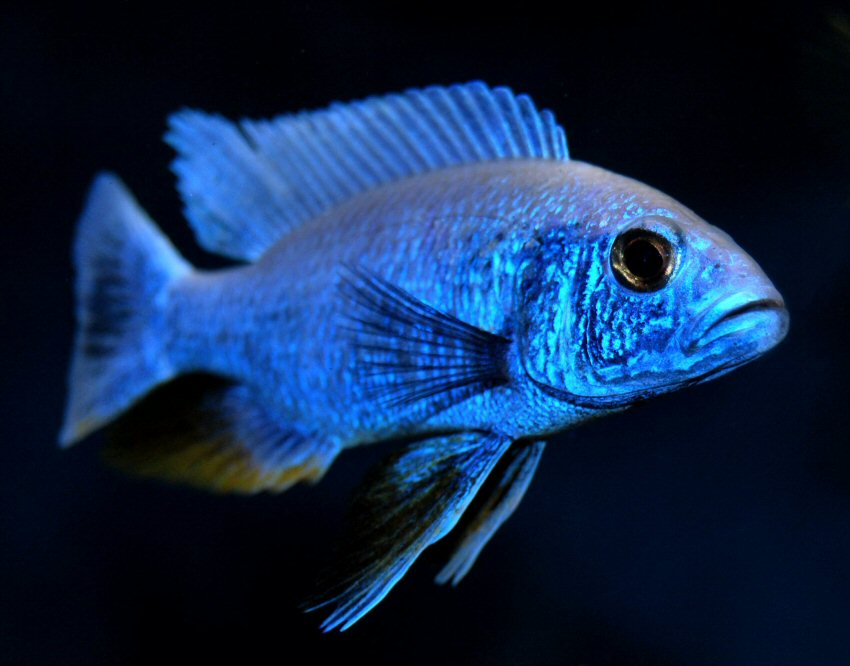 sciaenochromis ahli