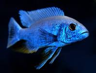 sciaenochromis ahli