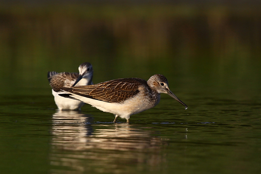 Kwokacz  Tringa nebularia