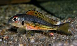 callochromis