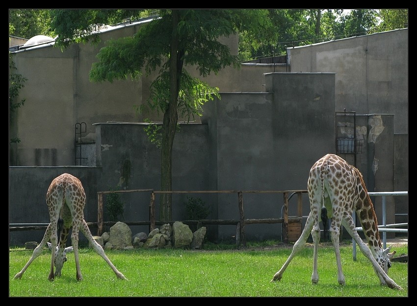 Synchro