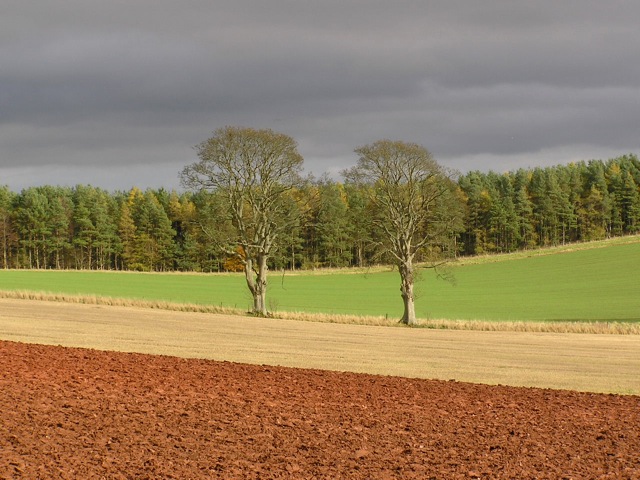 Scottish fields