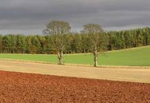 Scottish fields