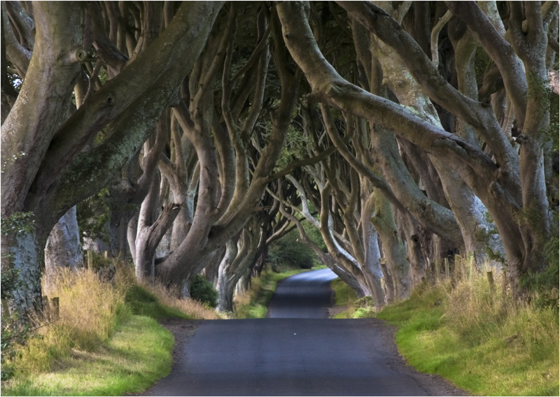 Dark Hedges