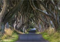 Dark Hedges