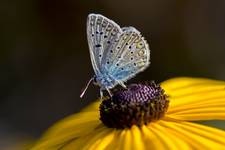 rudbekia