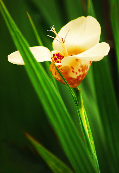 Tigridia pavonia