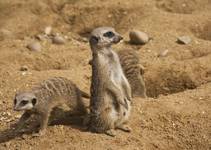 Meerkat dot com