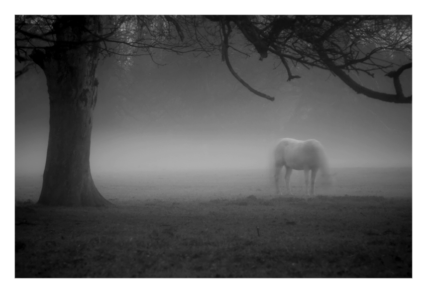 Horses in my dream