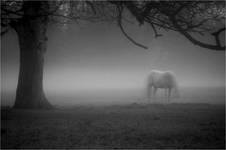 Horses in my dream