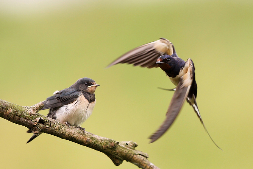 Jaskółka dymówka (Hirundo rustica)