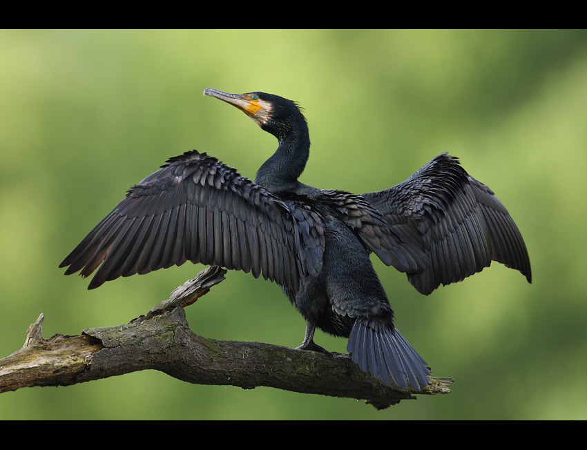 Kormoran Czarny - Suszenie Klasyczne