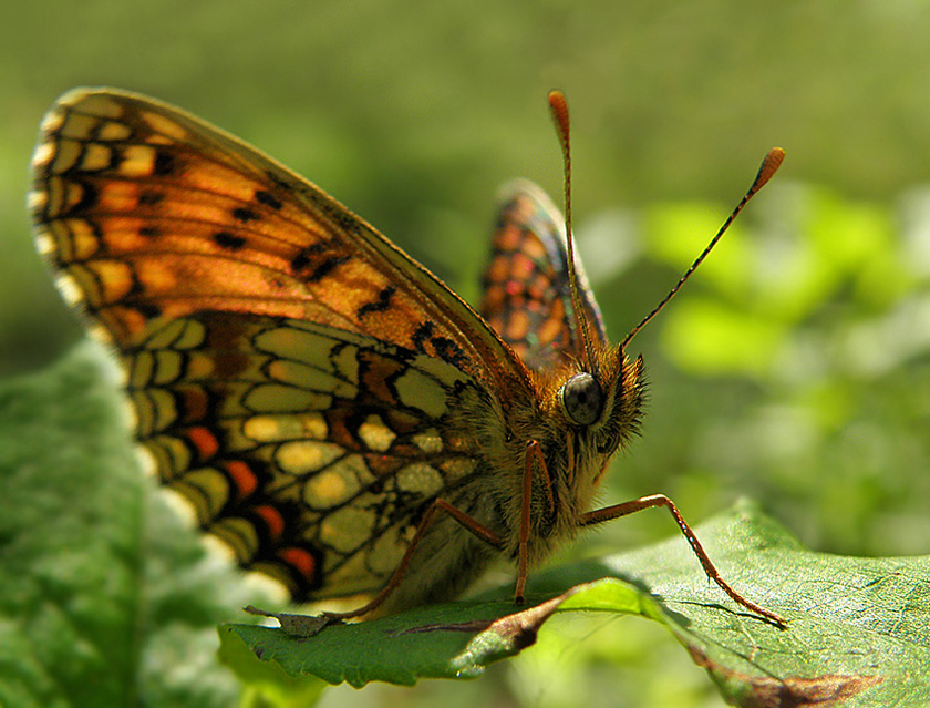 Przeplatka atalia