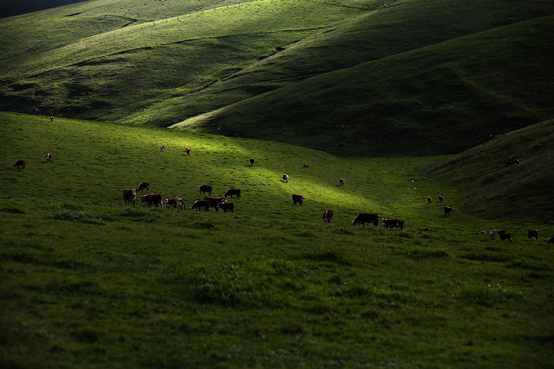 Emerald Country