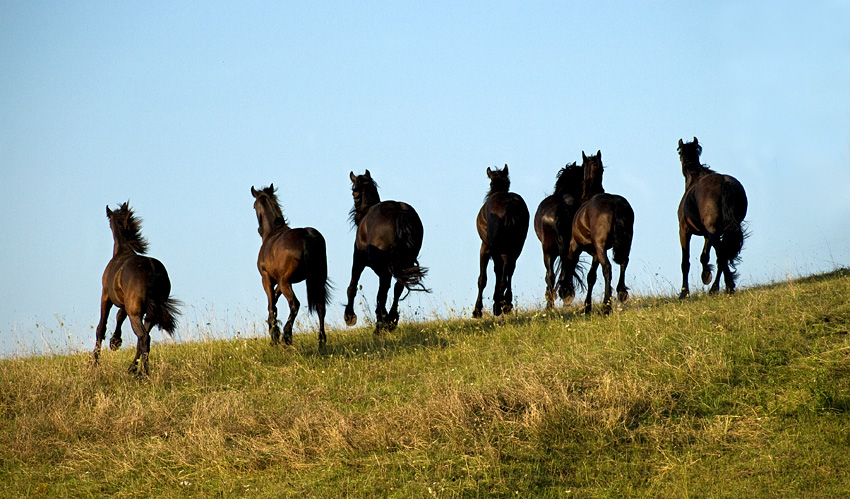 Magnificent Seven :))