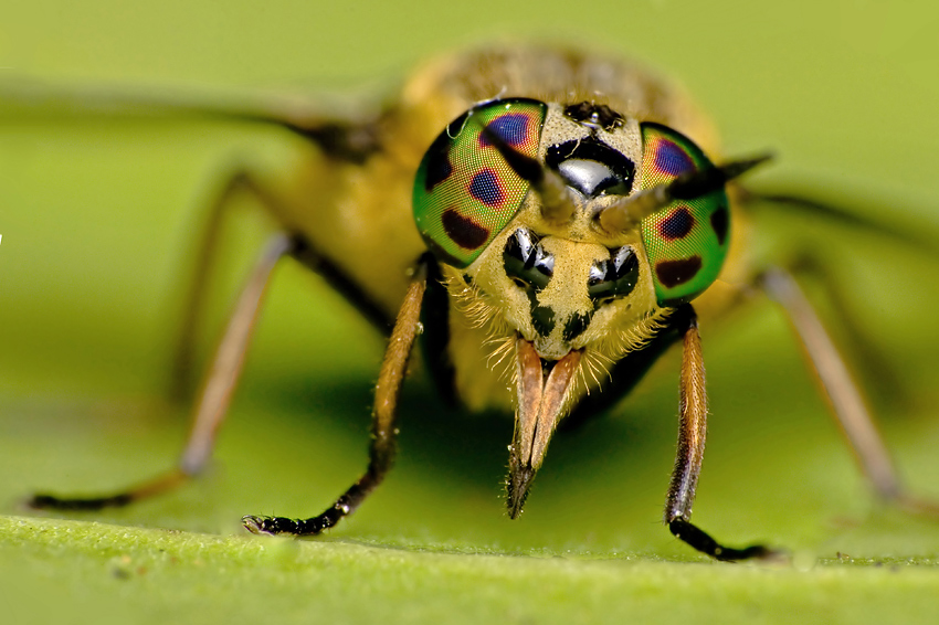 Strach ma wielkie oczy - Ślepak (Chrysops)