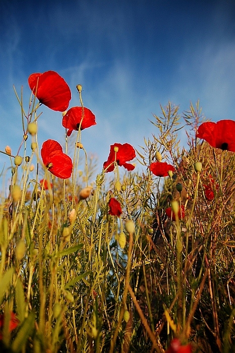 Poppies