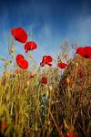 Poppies