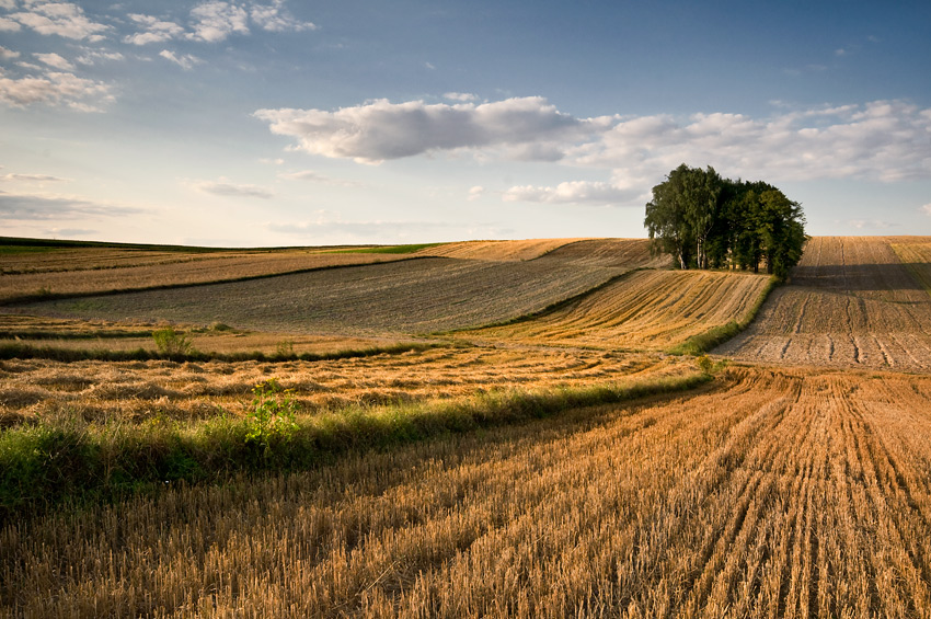 Sierpień