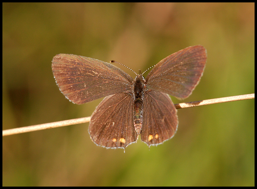 Motyl