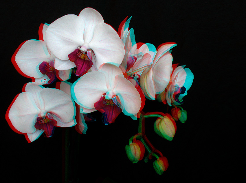 Phalaenopsis 3D