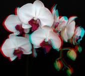 Phalaenopsis 3D