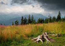 Tatry