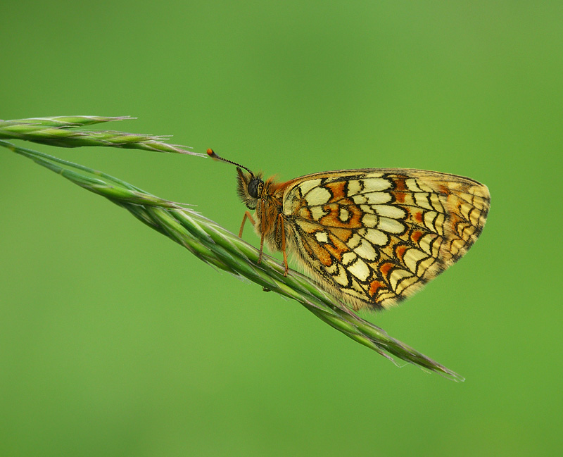 Przeplatka atalia (Melitaea athalia)