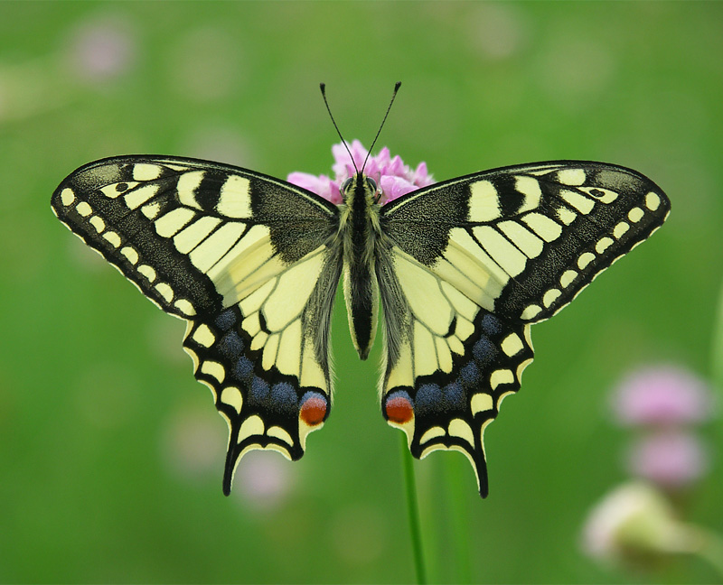 Paź królowej (Papilio machaon)