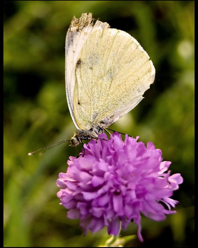 motyl