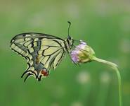 Paź królowej (Papilio machaon)