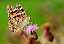 Vanessa cardui