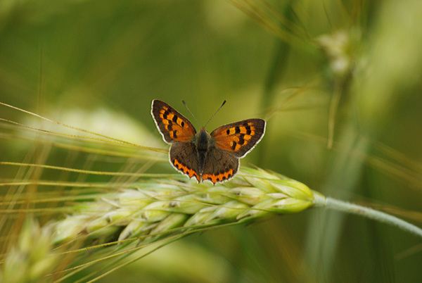 motyl