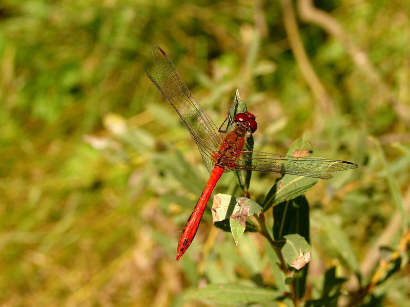 Ważka