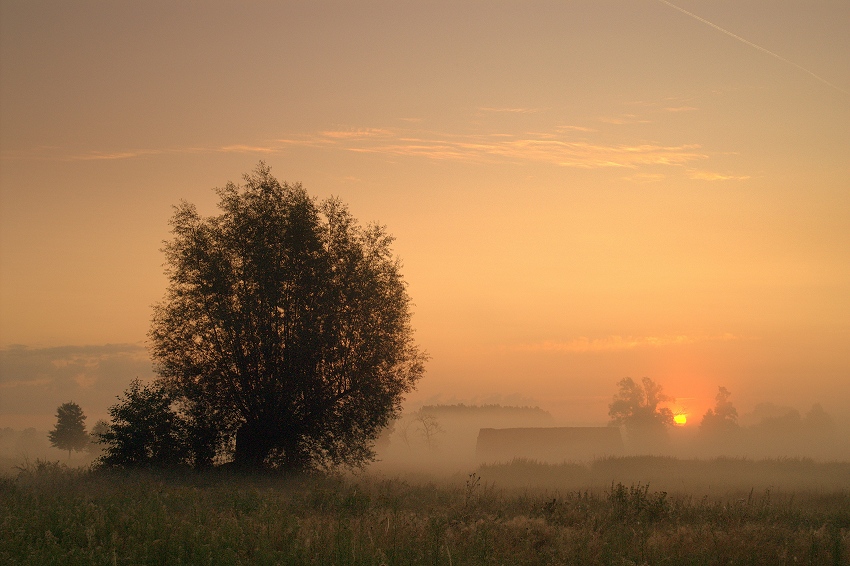 Dużo mgły