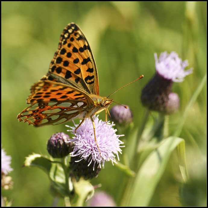 Dostojka latonia (Issoria lathonia)