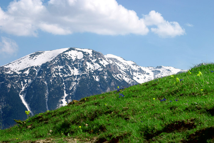 Planina