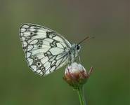 Polowiec szachownica (Melanargia galathea)