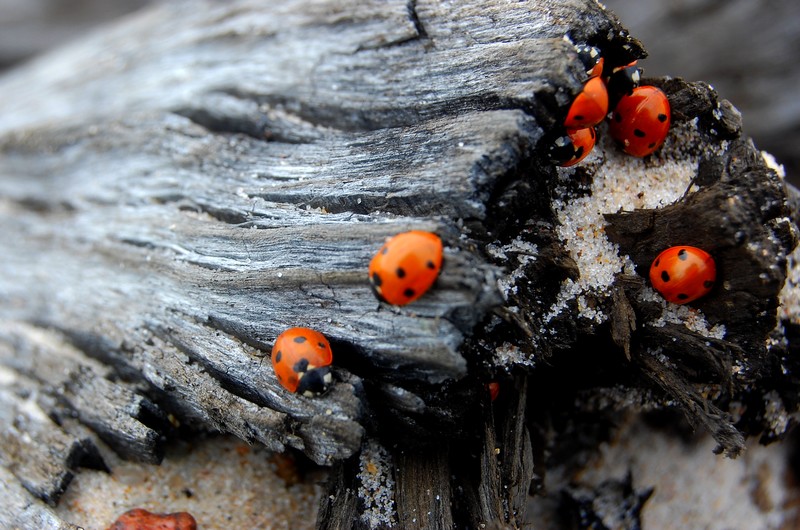 Coccinellidae