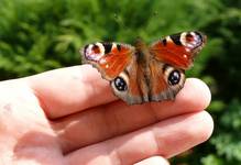 ...motyl...
