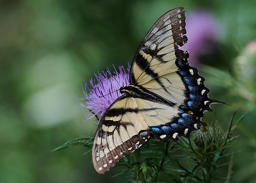 Motyl