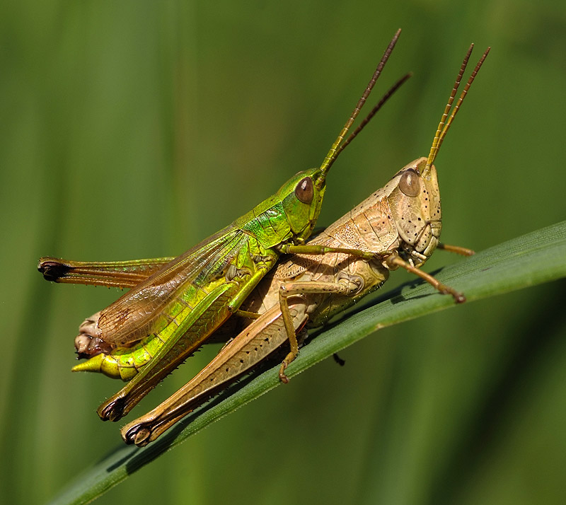 sex w pełnym słońcu