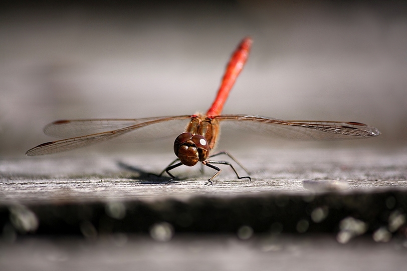 Dragonfly in red