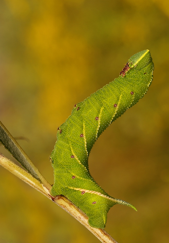 żelek