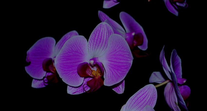 Orchidea flower