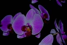 Orchidea flower