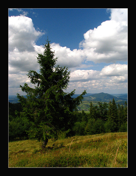 Choinki też są ładne