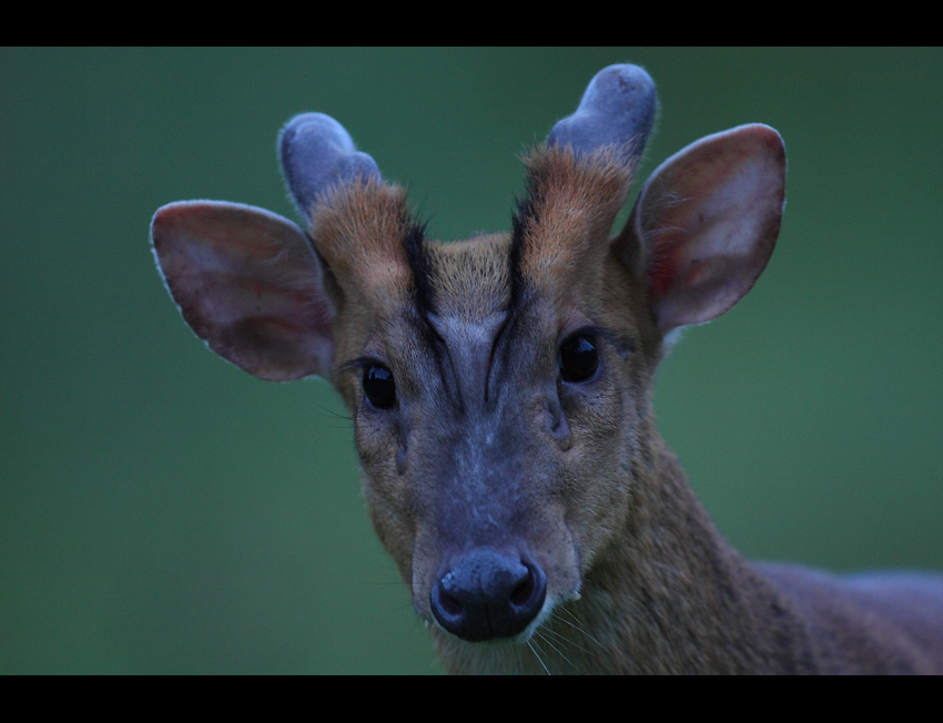 UFO/Muntjac w naturze...