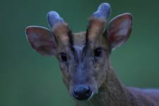 UFO/Muntjac w naturze...